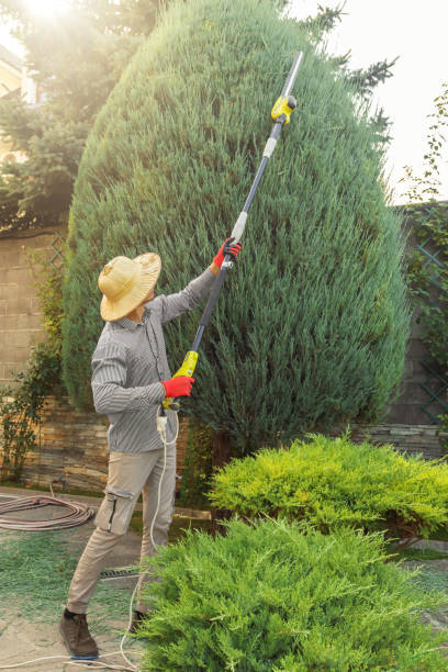 Reliable Avondale, PA Tree Removal and Landscaping Services Solutions